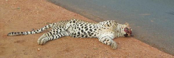 Indian Road Kill Bot banner