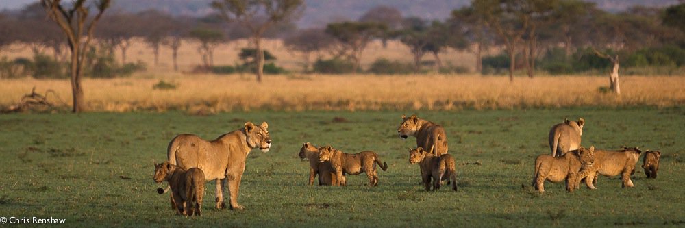 SafariArchitect's profile banner image