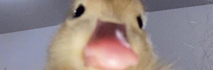 theDuckSide0's profile banner image