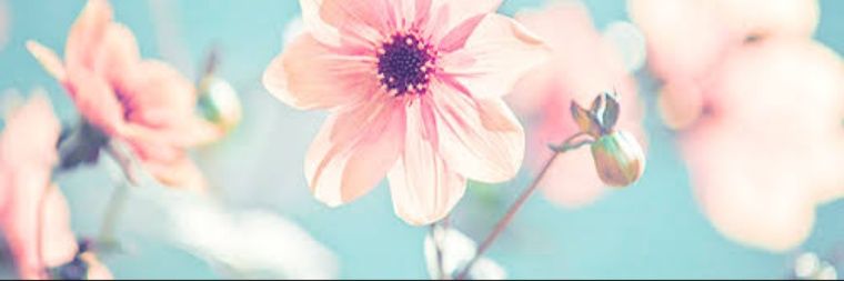 SalgueiroEmily's profile banner image