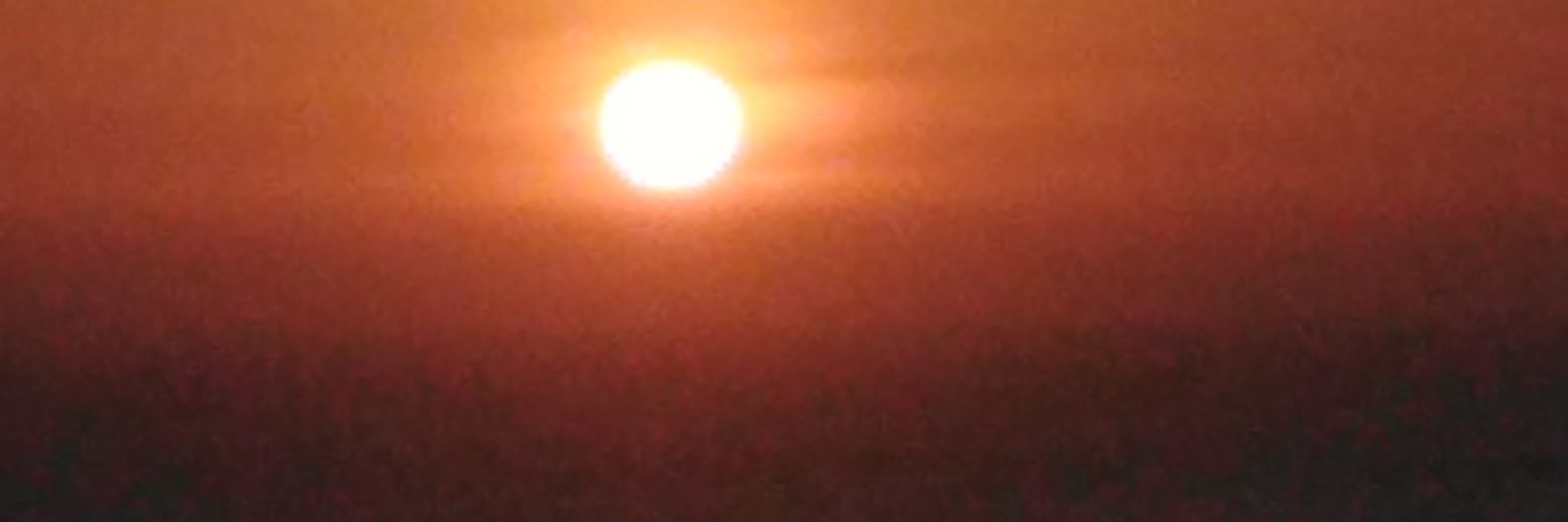 tulipandelima's profile banner image