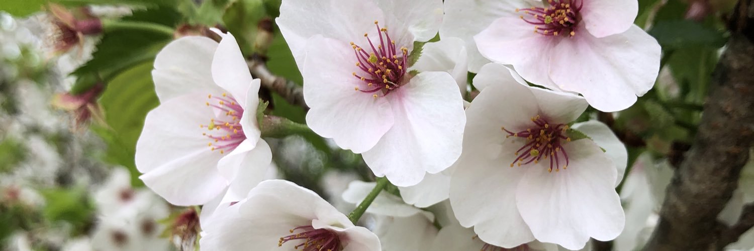 plant_librarian's profile banner image