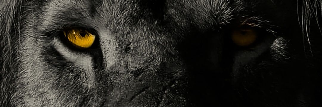 CesarAdrianGar1's profile banner image
