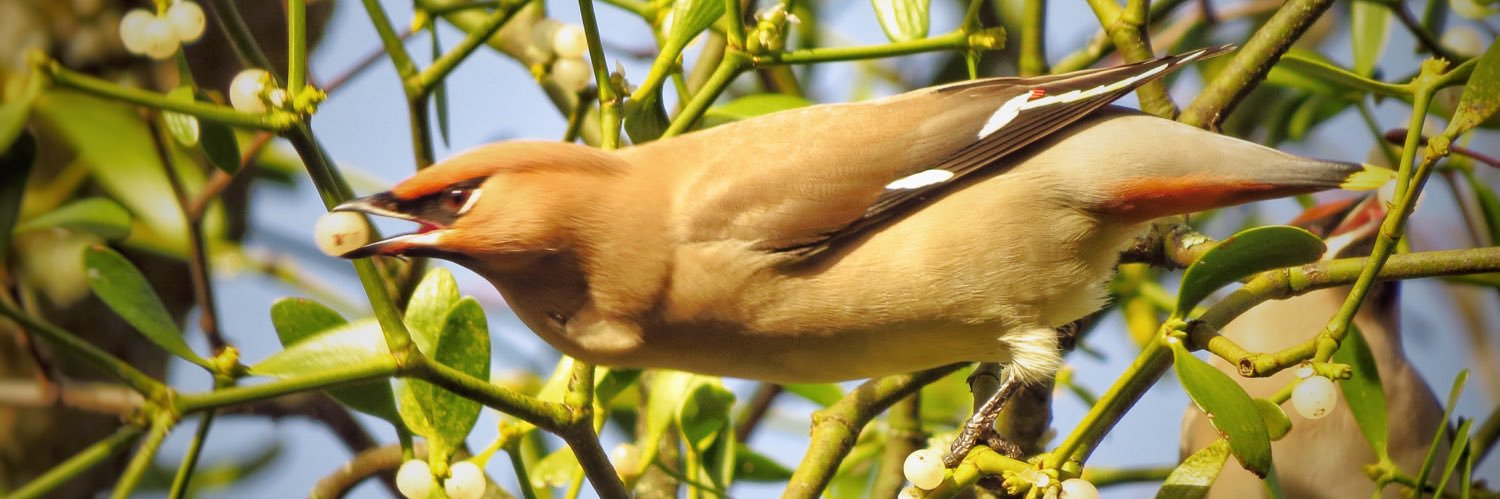 Mike Fletcher. Also Mikethechippy@bluesky banner
