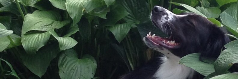 WilliamRPlatt's profile banner image