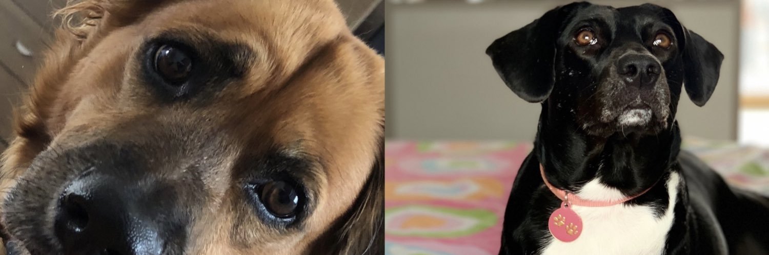 carojtoro's profile banner image