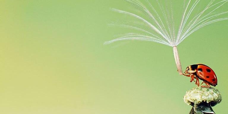 Abdul Rehman banner