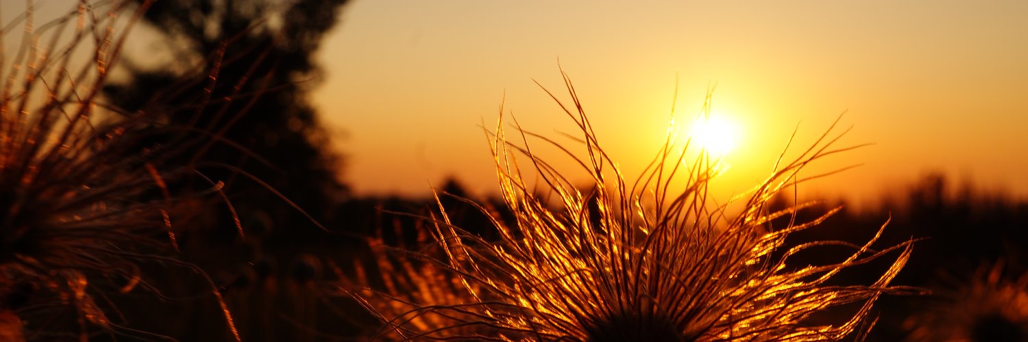 swprlady's profile banner image