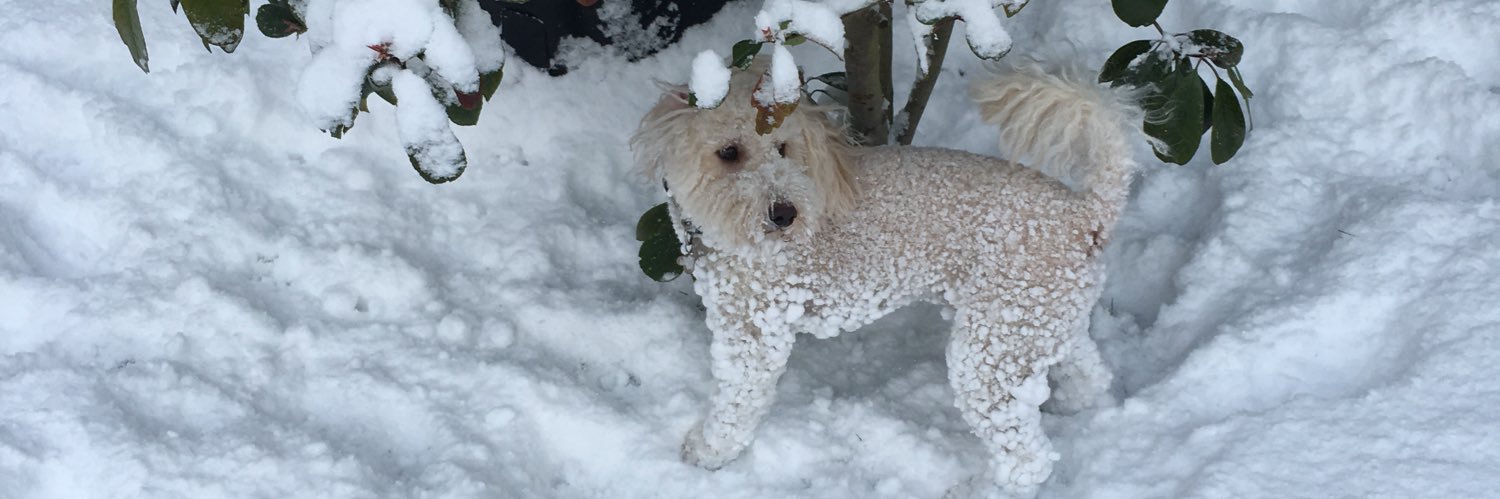 Ross Shaen-Carter banner