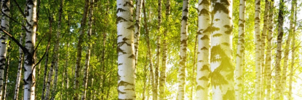 EllenPearson's profile banner image
