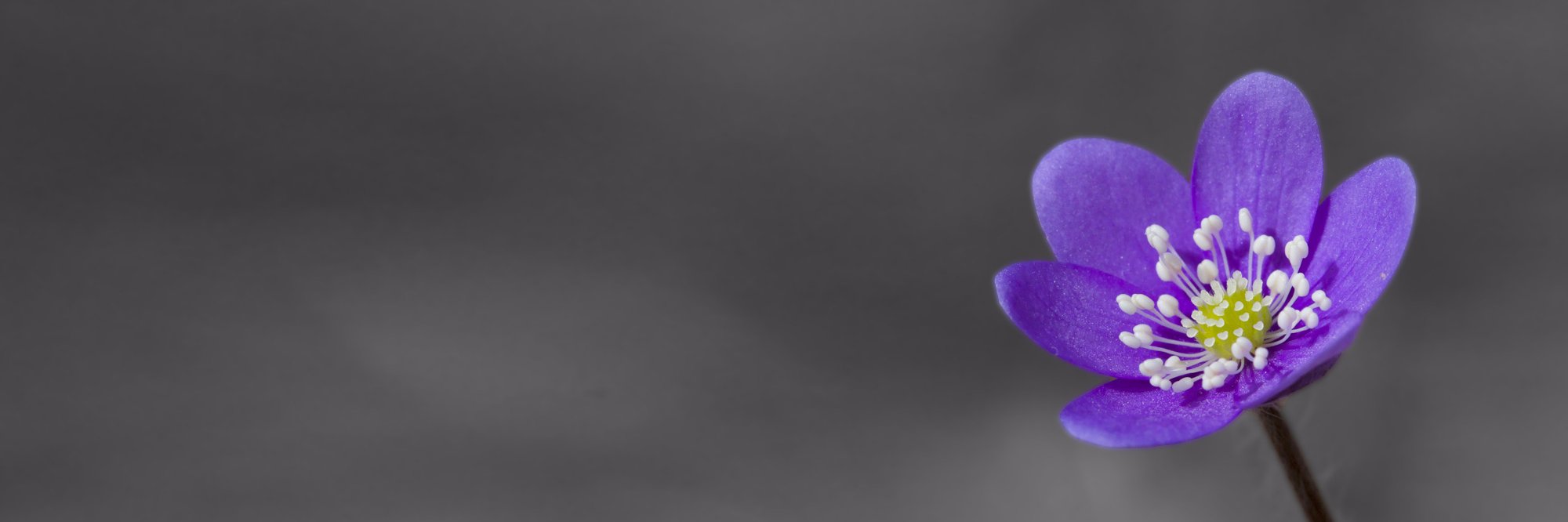 SuperDani's profile banner image