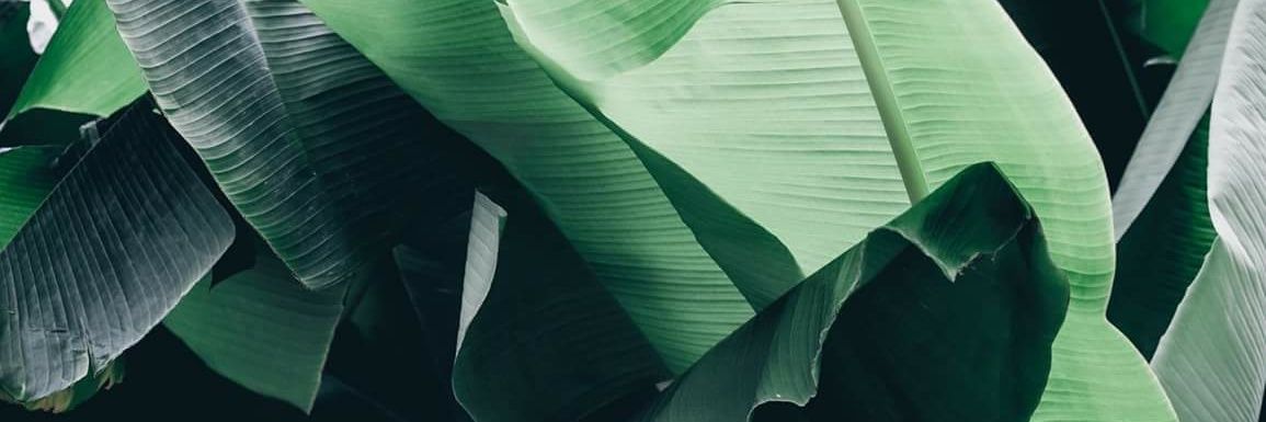 carolarca's profile banner image