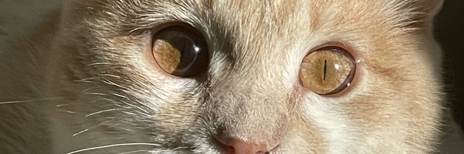 rocarlos5's profile banner image