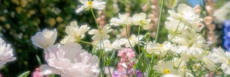 Shi_1013's profile banner image