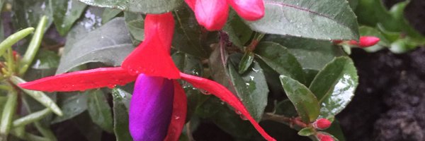 cryslogan Profile Banner