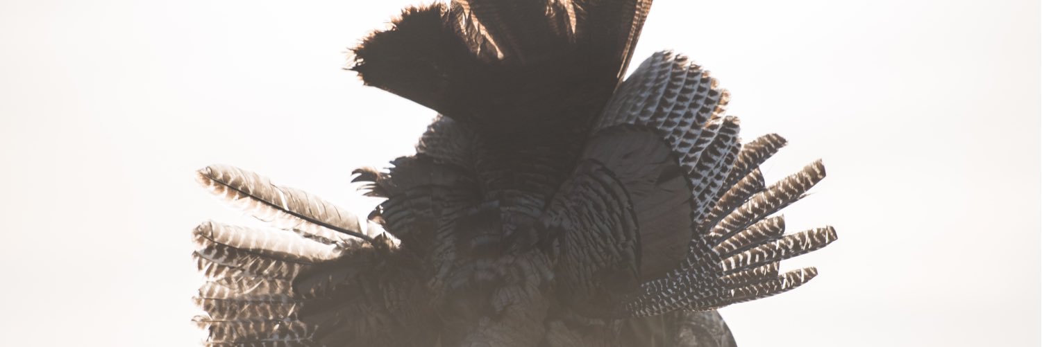 TFWhiteway's profile banner image