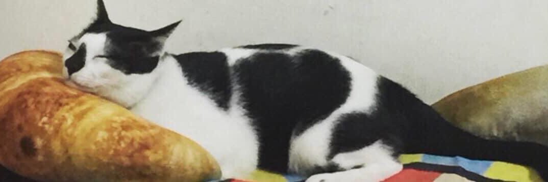 とりとり🐈 banner