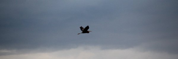 Unlimited_Dem Profile Banner