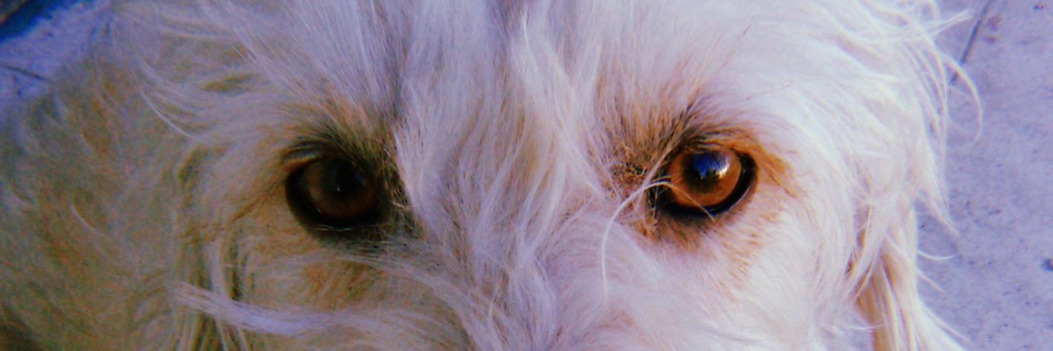 Ellmervela's profile banner image