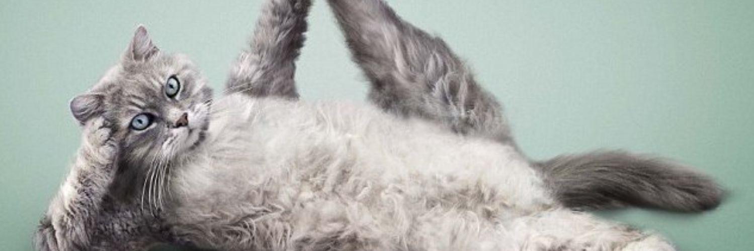 coppercatjones's profile banner image