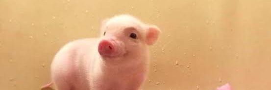 jogotthis's profile banner image