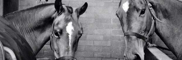 ladyblatch's profile banner image