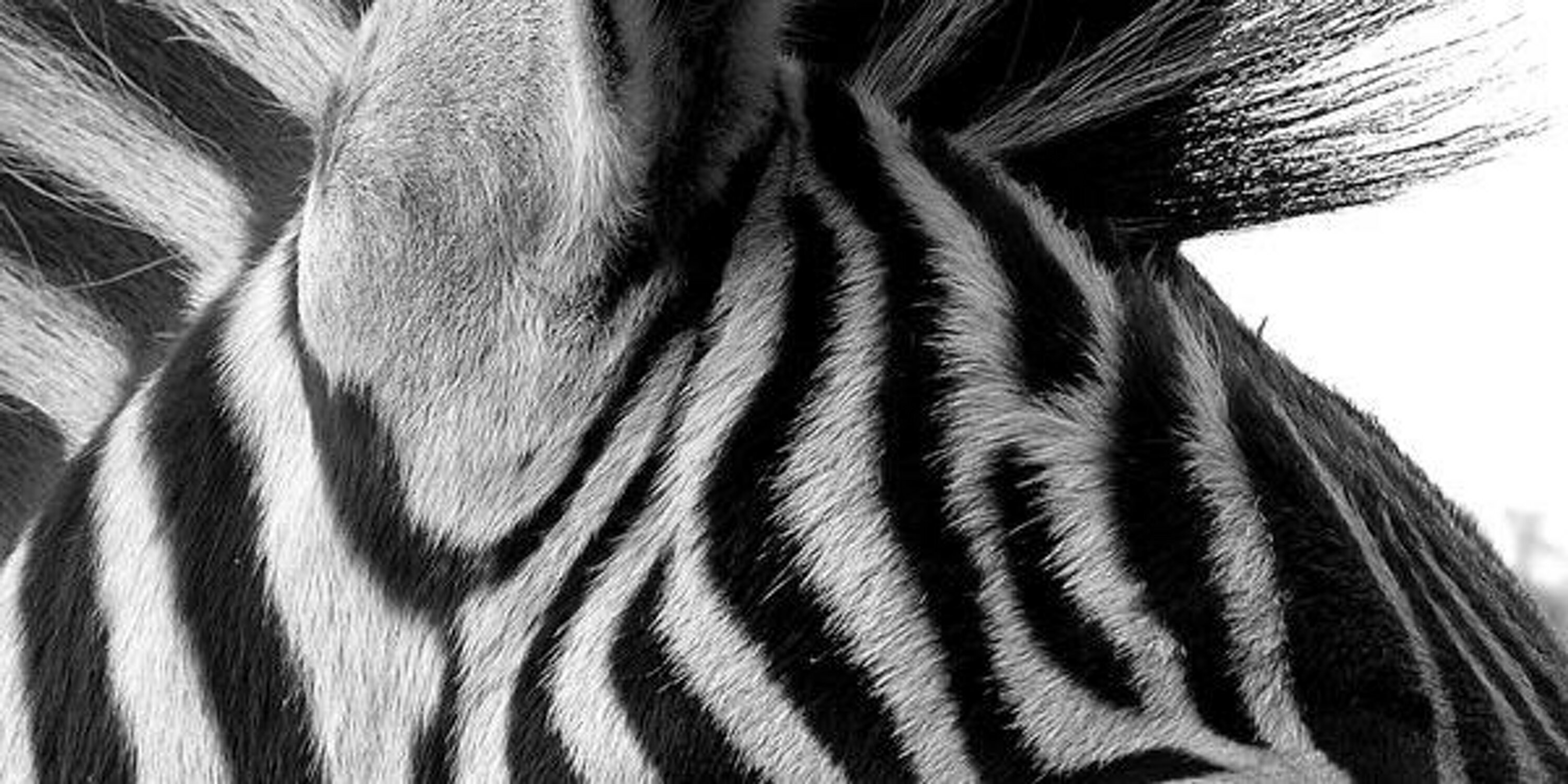 caleighdinic's profile banner image