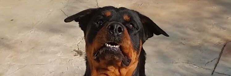 manuelcardozo2's profile banner image