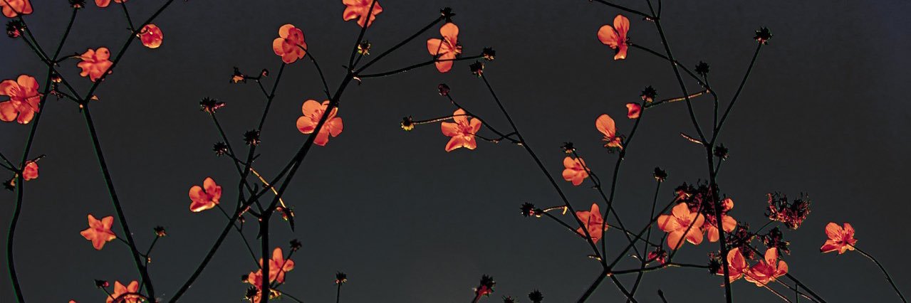 _JenniferPlatt's profile banner image