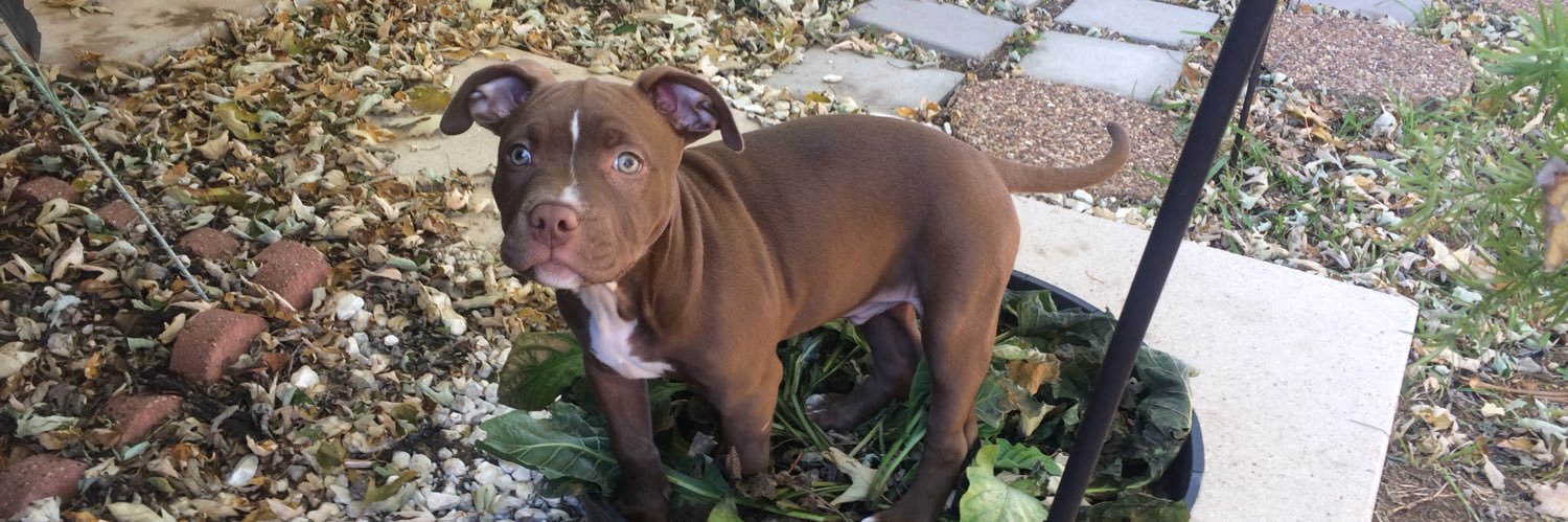 Brendan Venter banner