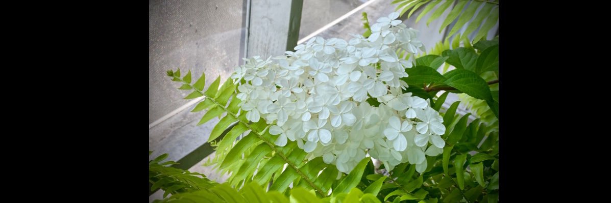 Rann Patterson banner