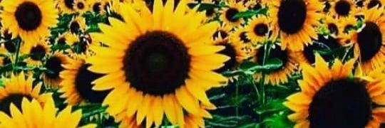 jakipalma's profile banner image