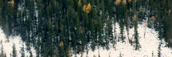 metallimacrules Profile Banner