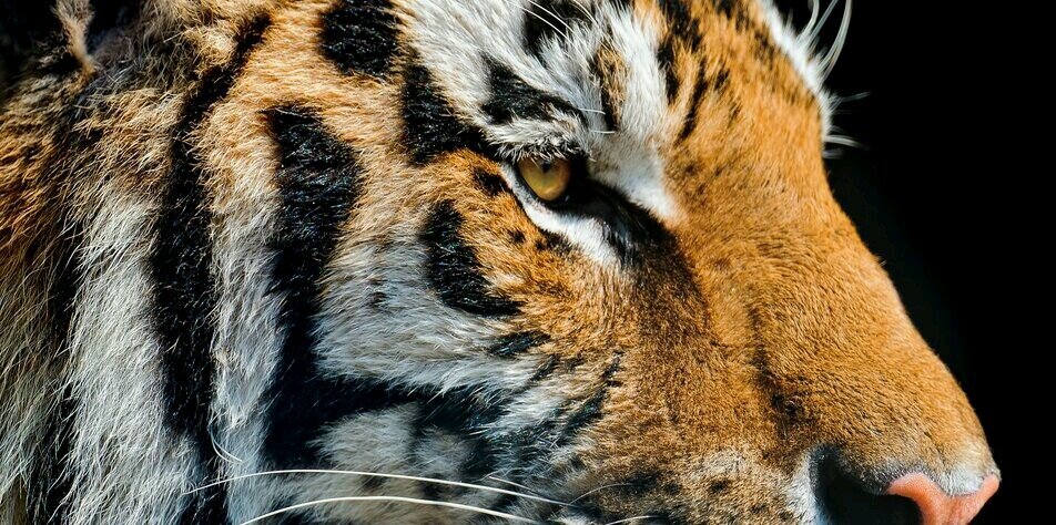 _smileywilliams's profile banner image