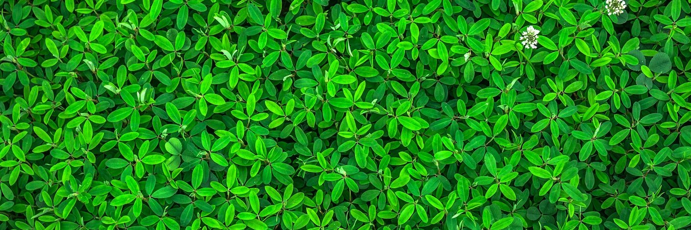 diversiambiente's profile banner image