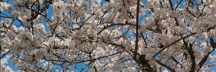Trinity Wimbledon banner