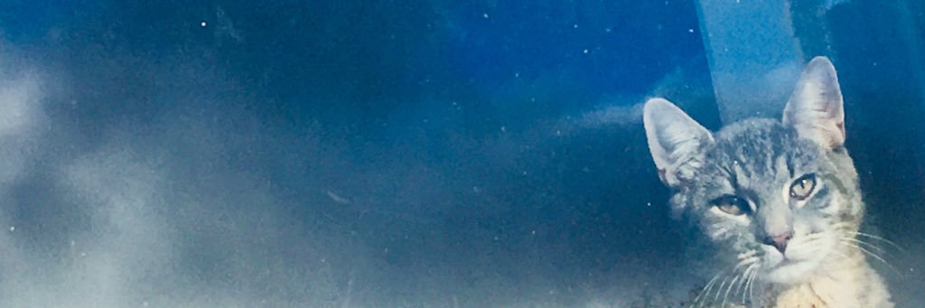 Anna Teele Orav banner
