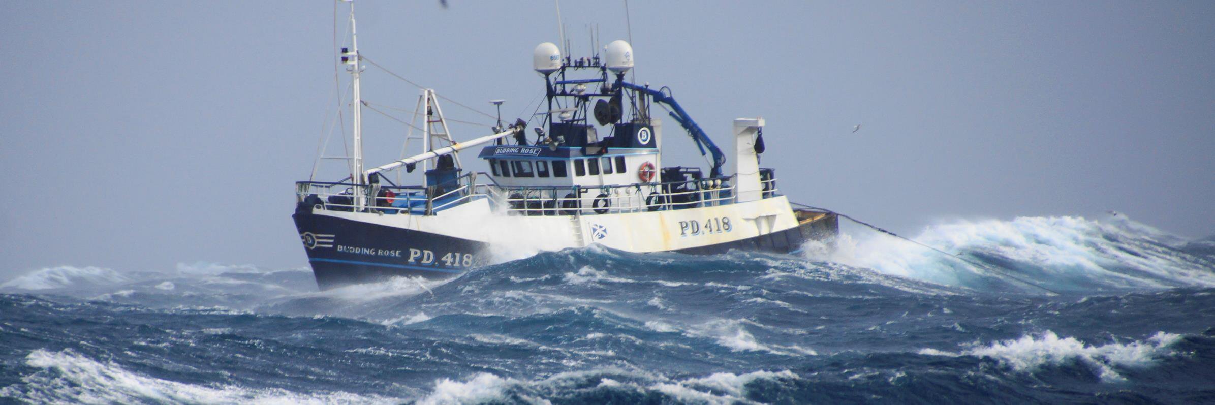 Budding Rose PD418 banner