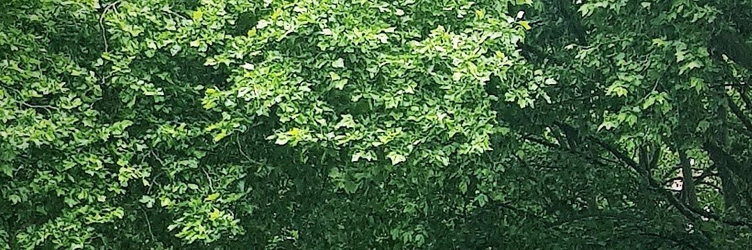 Itamar Benjamin banner