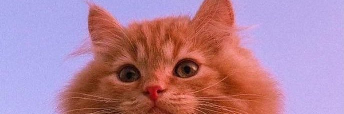 Diskiaraptry's profile banner image