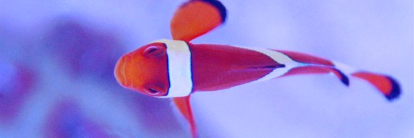 roschkoenig Profile Banner