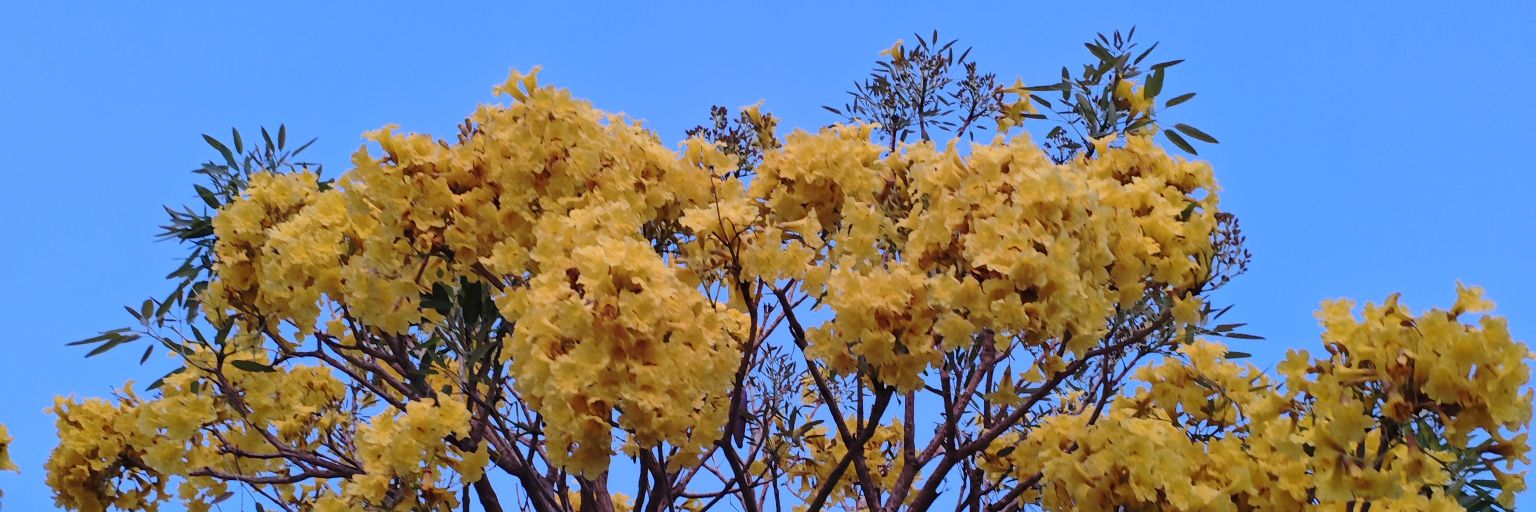 ndaayuni's profile banner image
