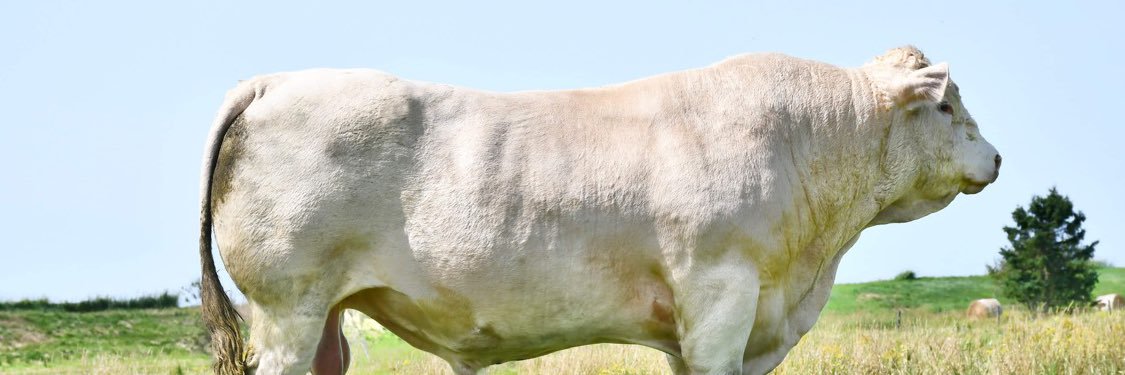 Robert Cooper banner