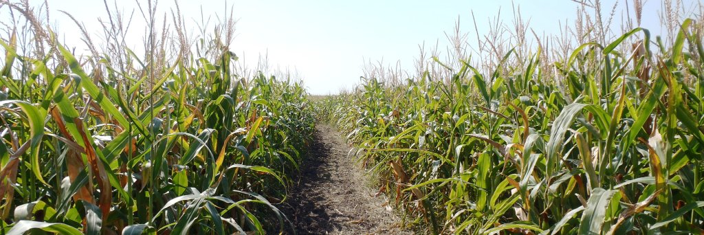 ProvoCornMaze's profile banner image