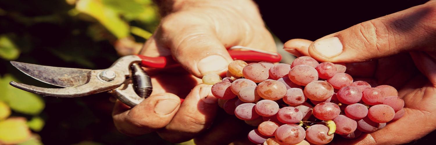 domainedecolmar's profile banner image