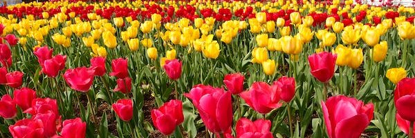 maclin_bert's profile banner image