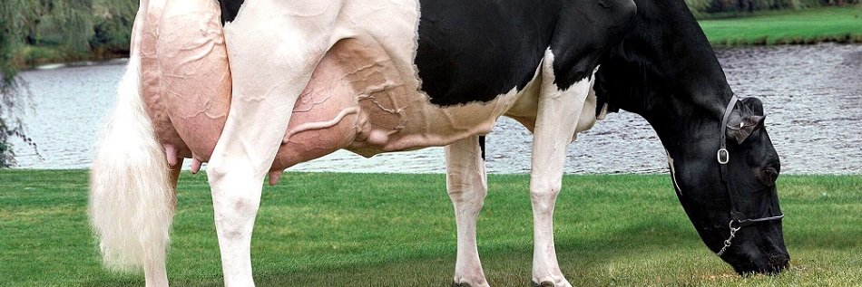 Fernando Quevedo banner