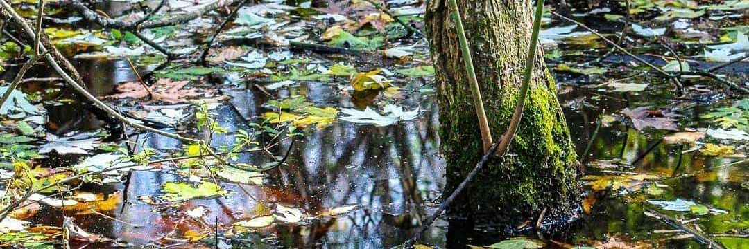 Hedi BenAicha banner