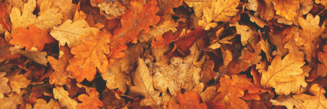 CvoreHarry's profile banner image
