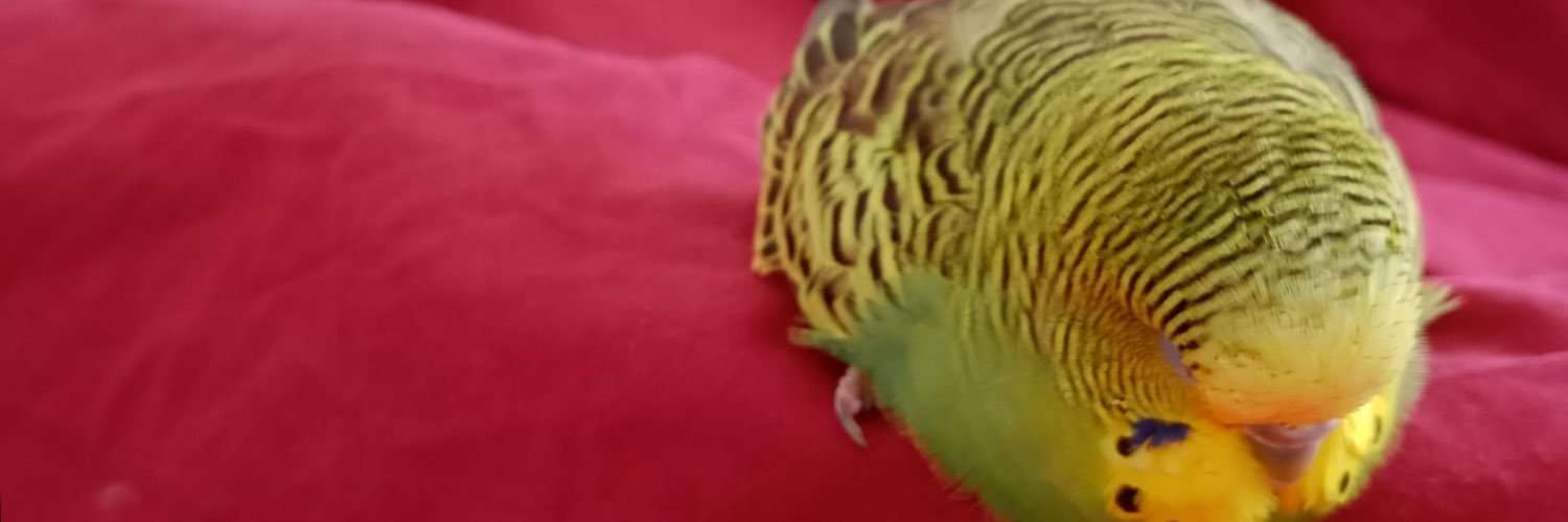 serdarozrr's profile banner image